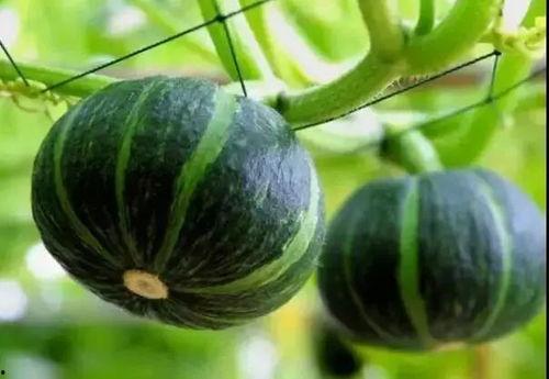 网红有什么瓜吃的好吃,揭秘那些让人垂涎欲滴的“瓜中珍品” 第2张 网红有什么瓜吃的好吃,揭秘那些让人垂涎欲滴的“瓜中珍品” 第2张